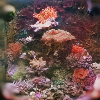 aquariophile brigitte2361