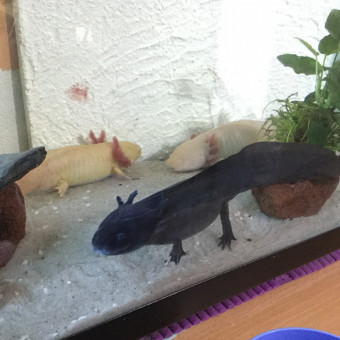 aquariophile Lovelydune77