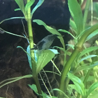 aquariophile Ptimouton