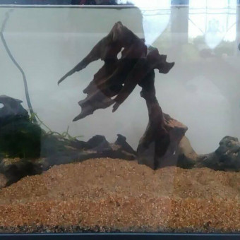 aquariophile Pepitto76