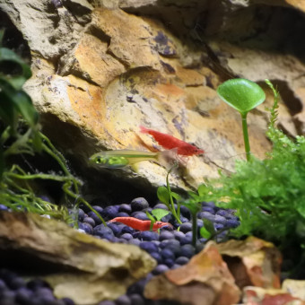 aquariophile LuckyKuhlii