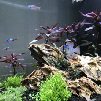 aquariophile Corentin77