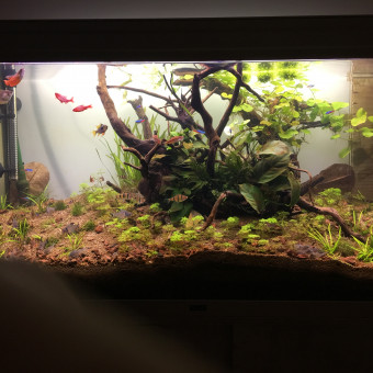 aquariophile Nicolas