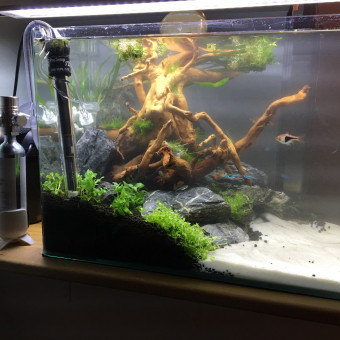 aquariophile Mathieuv