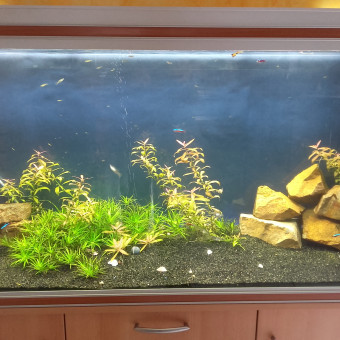 aquariophile Mickaelray
