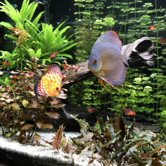 aquariophile StephLec