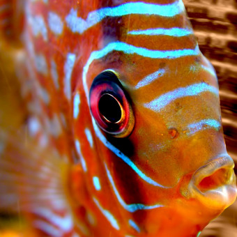 aquariophile DiDou