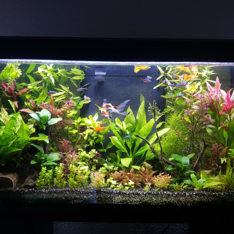 aquariophile Vincent06