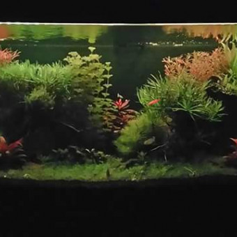 aquariophile Mapouille08