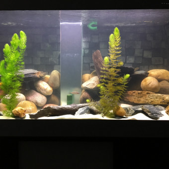 aquariophile Red3ric