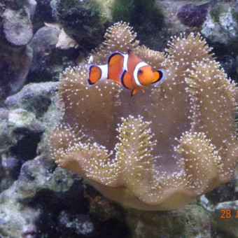 aquariophile dorge8820