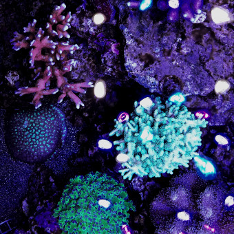 aquariophile Damienrolandez26