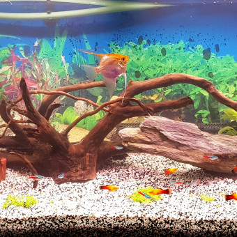 aquariophile CedricBuil33320