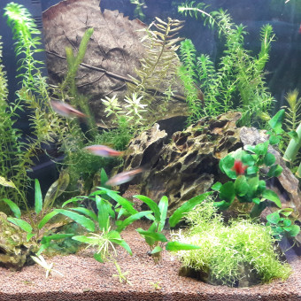 aquariophile TomLass