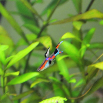 aquariophile Thelil1798