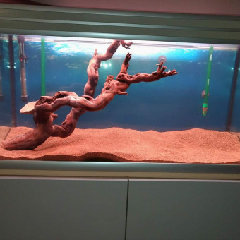 aquariophile Cris-Tophe13