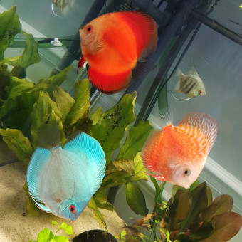aquariophile Sebastien77130
