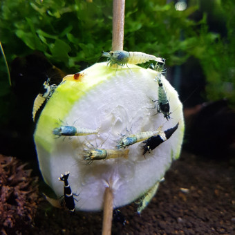 aquariophile Poucette78