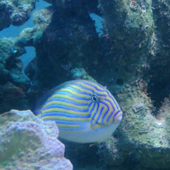 aquariophile Jeremyhaongrangeat