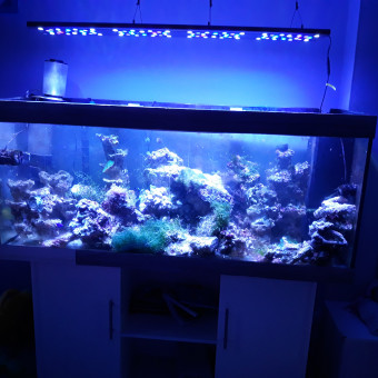 aquariophile Pascal_68