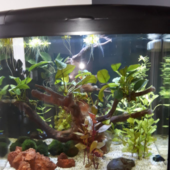 aquariophile Cacao40