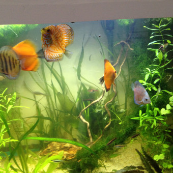 aquariophile Juan8344
