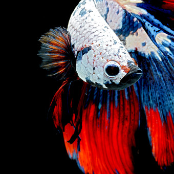 aquariophile Likoname