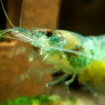 aquariophile Sebnano