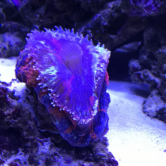 aquariophile ADJDIVING