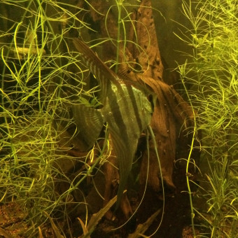 aquariophile ricou62