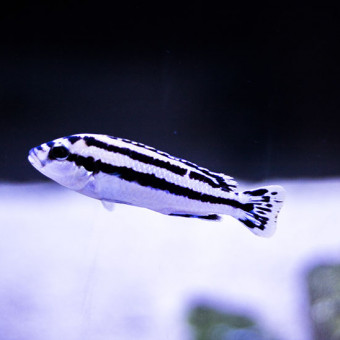 aquariophile Nicolas66