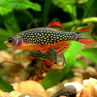 aquariophile Resi974