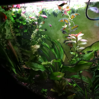 aquariophile Sebastien974