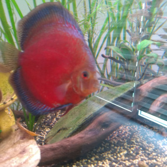 aquariophile Gus35