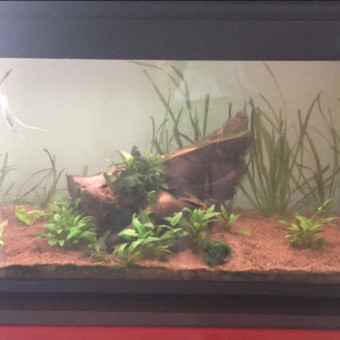 aquariophile Yumenokumo