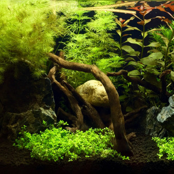 aquariophile Alexandre