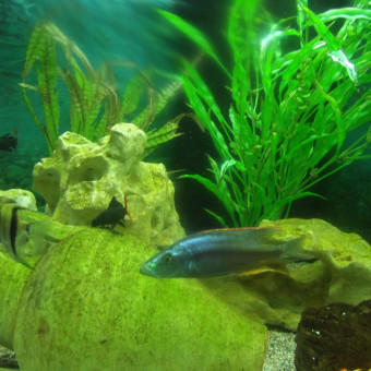 aquariophile charry