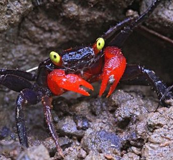 aquariophile Armoris