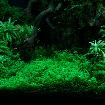 aquariophile Fabien22