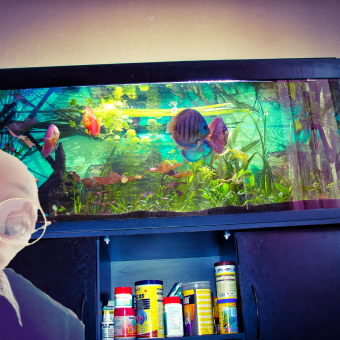 aquariophile David1985