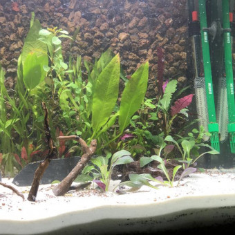 aquariophile Clemclem71