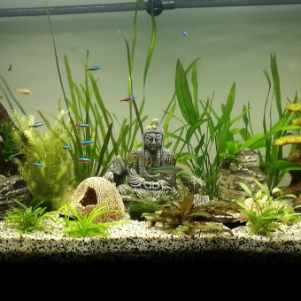 aquariophile Debouchka08