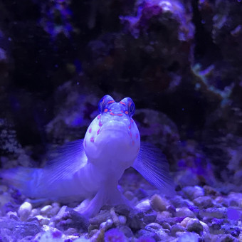 aquariophile Dormeur