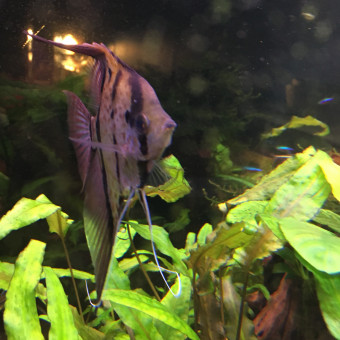 aquariophile Quentin