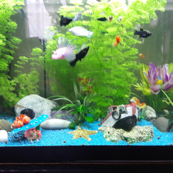 aquariophile Vincze.29