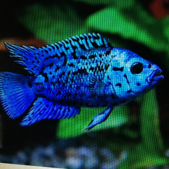 aquariophile Aquariomart