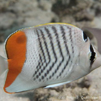 aquariophile ouragan55
