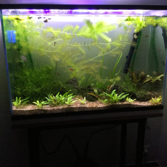 aquariophile Thomnid71