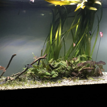 aquariophile Alex-Lorenzoni