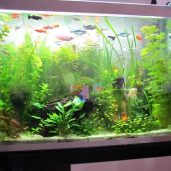 aquariophile baudet83600